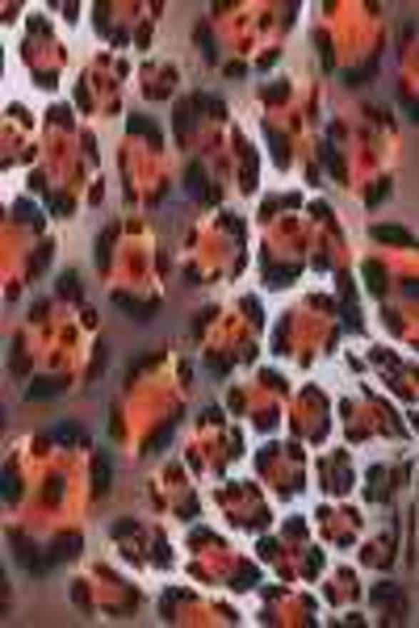 Leopard Print Leggings - Prima Dons & Donnas